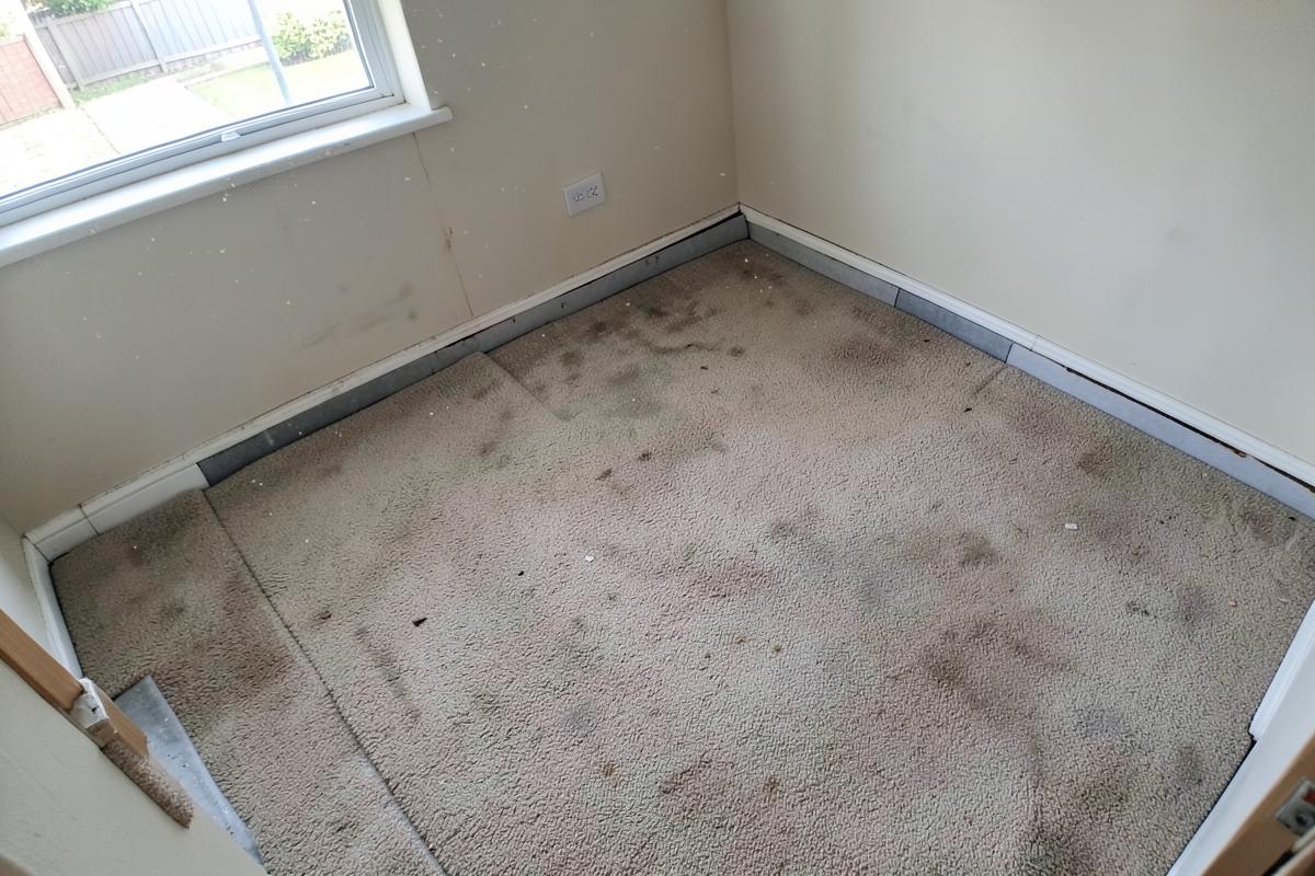 Carpet Removal → Timber Floor Exposed — before